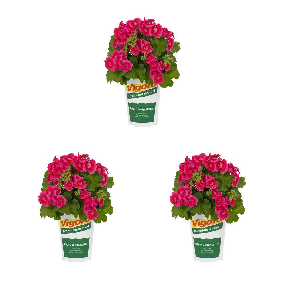 Vigoro 2 Qt. Geranium Calliope Medium Rose Mega Splash Pink Annual 