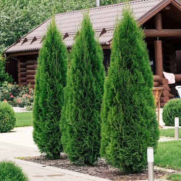 national PLANT NETWORK 2.5 in. Arborvitae Giant Shrub Green (6-Pack)
