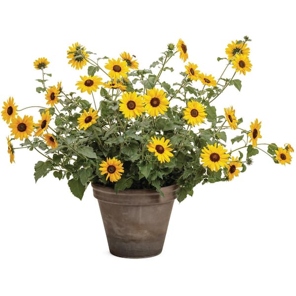 PROVEN WINNERS 1 Gal. Royale. Suncredible Yellow Sunflower Live