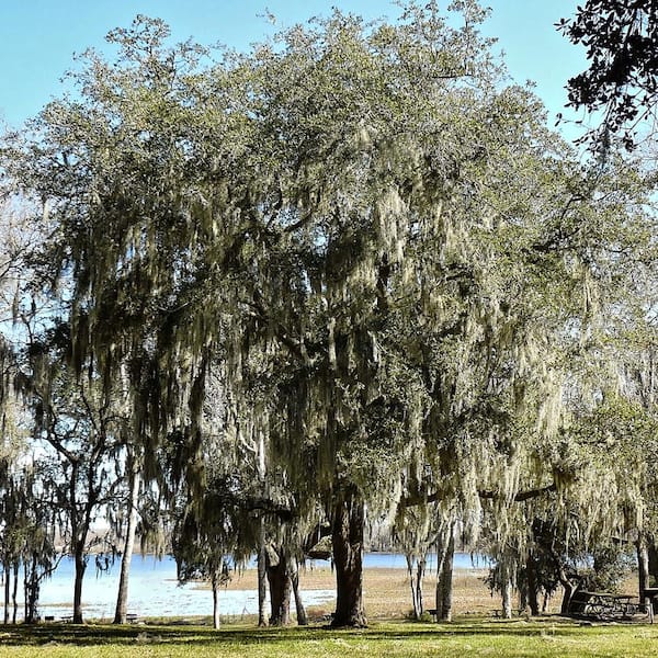 Southern Live Oak Semi-Evergreen Shade Tree