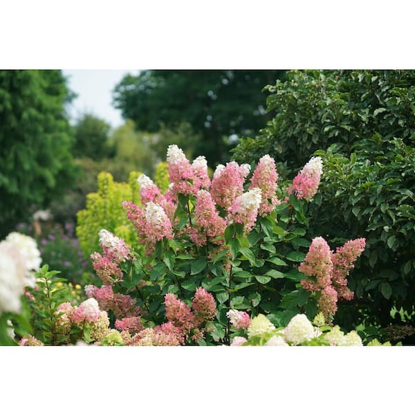 Proven Winners 4.5 in. qt. Pinky Winky Prime Panicle