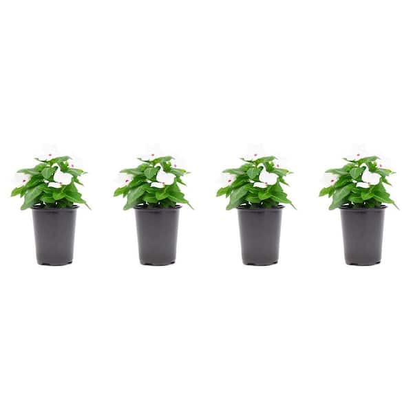 1.38 Pt. Vinca Cora Periwinkle Plant Polka Dot White Flowers in 4.5 in. Grower's Pot (4-Plants)