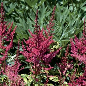 2 QT Astilbe False Spirea 'Younique Ruby Red' Red Perennial Plant