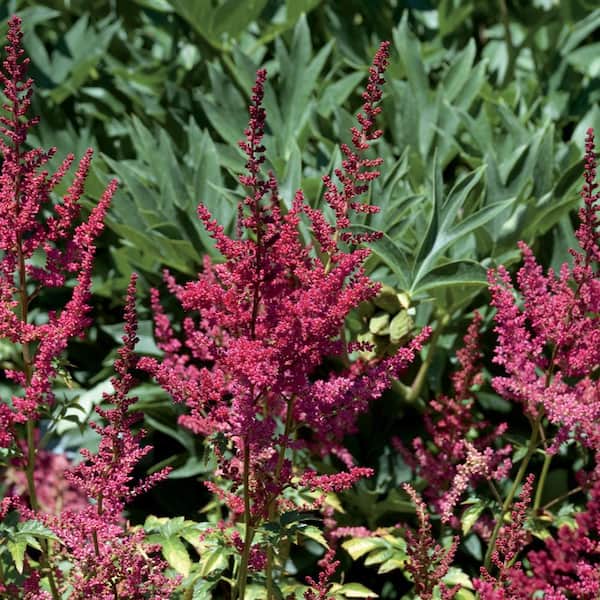 Vigoro 2 QT Astilbe False Spirea 'Younique Ruby Red' Red Perennial Plant