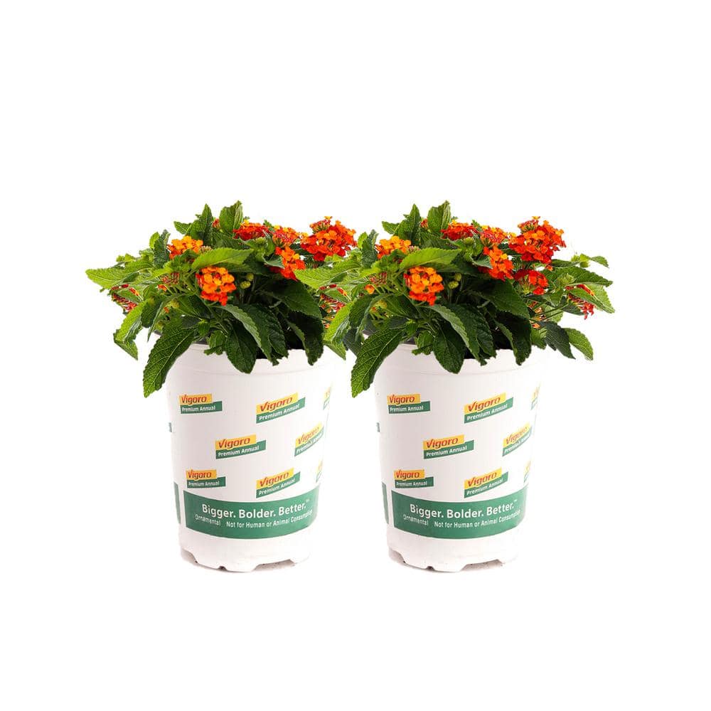 Vigoro 1 Qt. Red Lantana Plant (2-pack) 748179531337 - The Home Depot