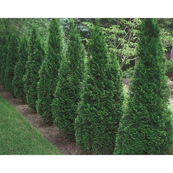 BELL NURSERY 3 Gal. Hetz Midget Arborvitae Evergeen Live Shrub