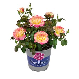 8 Qt. True Bloom True Sincerity Rose with Pink-Yellow Flowers