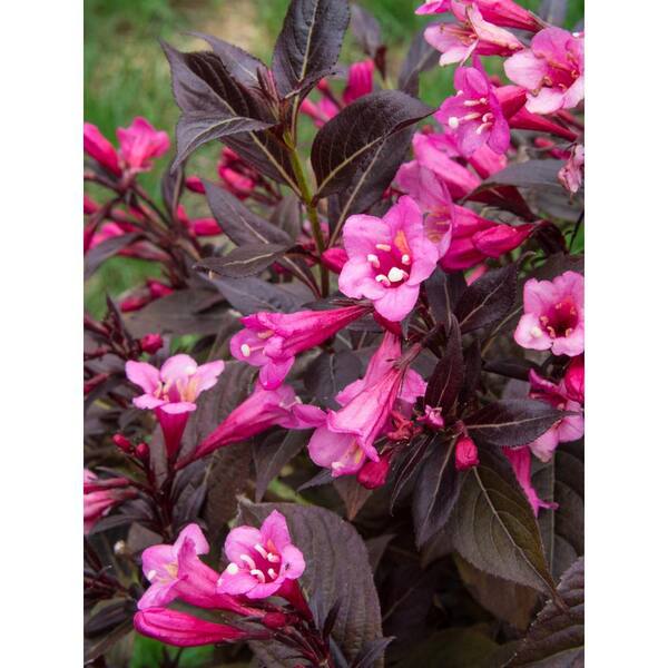 1 Gal. Stunner Weigela Live Shrub, Vivid Pink Flowers