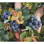 1 Gal. Bushel and Berry Peach Sorbet Blueberry Plant