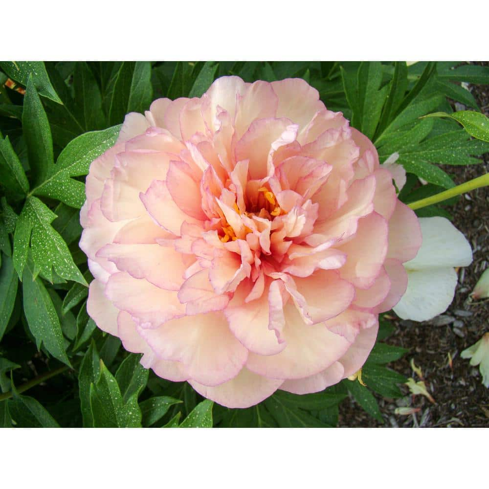 Peony Scrumdidleumptious Itoh Hybrids Plant 11647 - The Home Depot