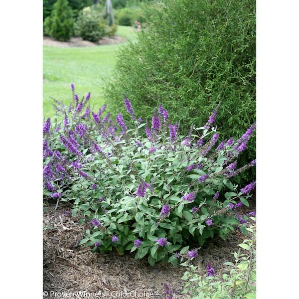 PROVEN WINNERS 4.5 in. Qt. Lo and behold 'Blue Chip Jr.' Butterfly Bush (Buddleia) Live Shrub, Blue-Purple Flowers