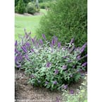 4.5 in. Qt. Lo and behold 'Blue Chip Jr.' Butterfly Bush (Buddleia) Live Shrub, Blue-Purple Flowers