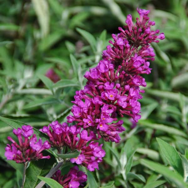 national PLANT NETWORK 4 in. Buddleia Tutti Fruiti Shrub with Multicolor Flowers (3-Pack)