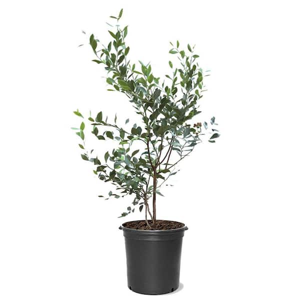 Unbranded 5 Gal. Climax Rabbiteye Blueberry Plant