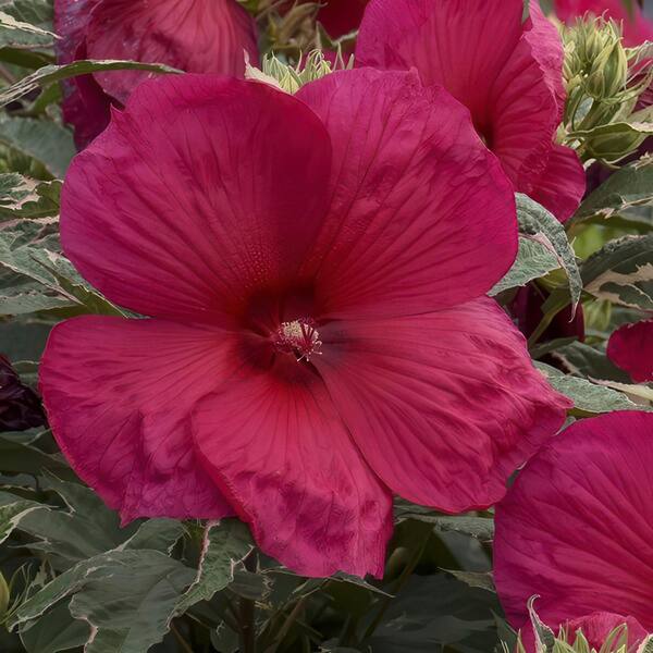 クルーザーキャンディーLarge Pink Hawaiian Trike Liner TropiGo Hawaii Hard Candy - Guava (5 oz) | Enjoy Snacks