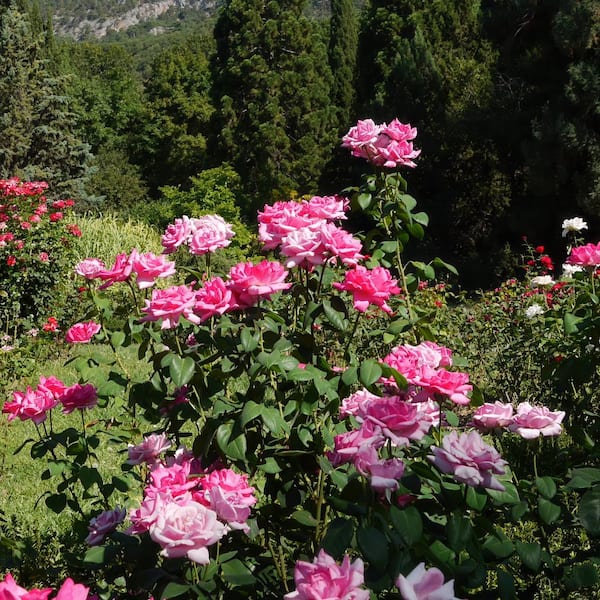 national PLANT NETWORK Bareroot Beverly Eleganza Rose Plant with
