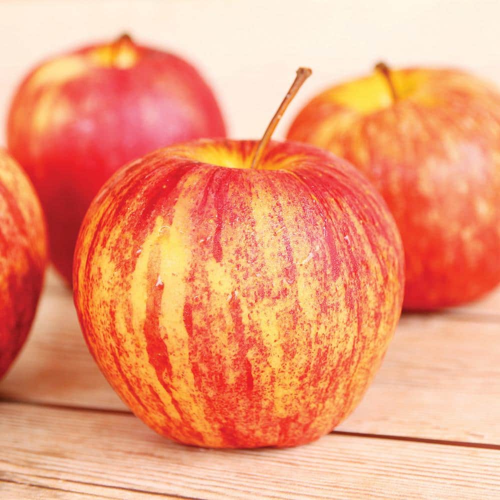 Apple Tree - Honeycrisp - 1 Root Stock price history on PriceWatchPro