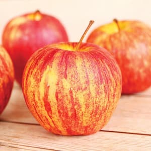 Apple Tree - Honeycrisp - 1 Root Stock