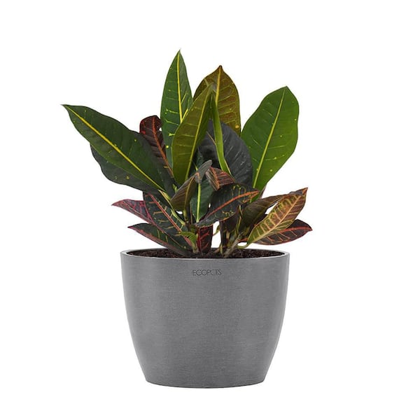 United Nursery Croton Petra Live Codiaeum Variegatum in 6 inch Premium Sustainable Ecopots Grey Pot