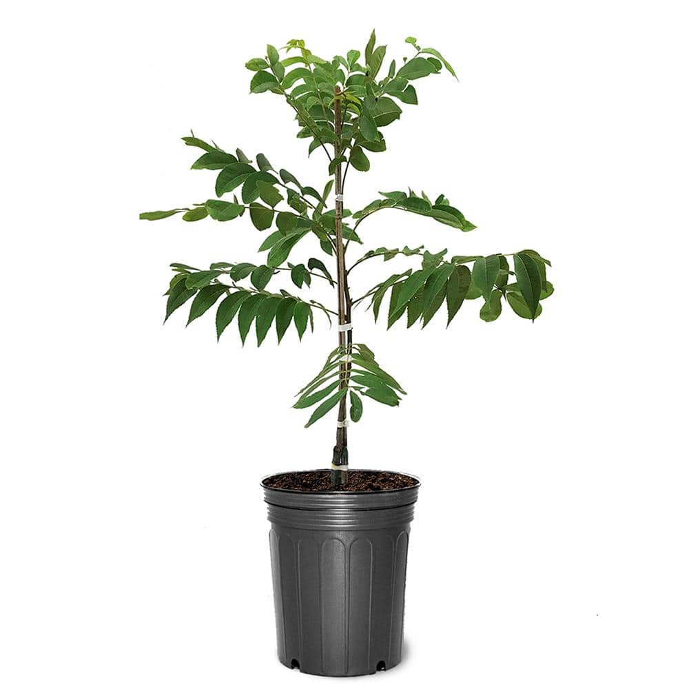 5 Gal. Oconee Pecan Tree PECOCO05G - The Home Depot