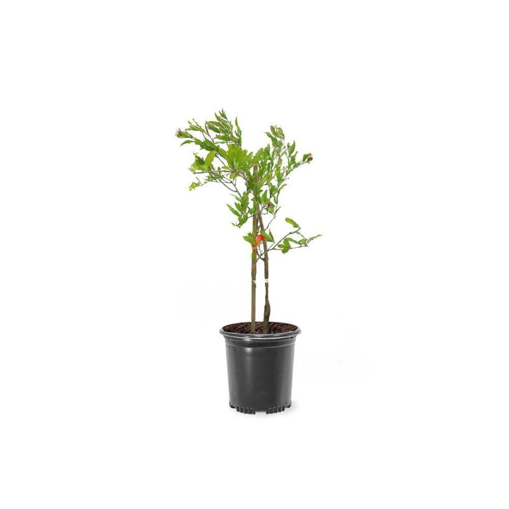 1 Gal. Parfianka Pomegranate Tree