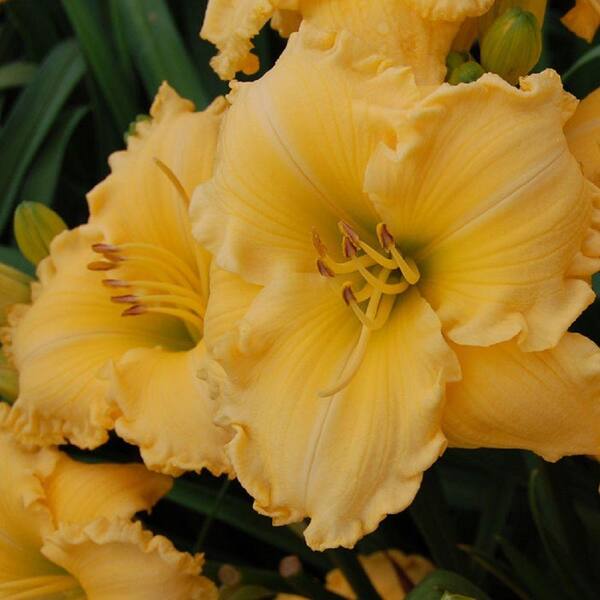 Southern Living Plant Collection 2.5 Qt. Joy of Living Goldie Locks Daylily, Live Perennial Plant, Ruffled Golden-Yellow Flowers