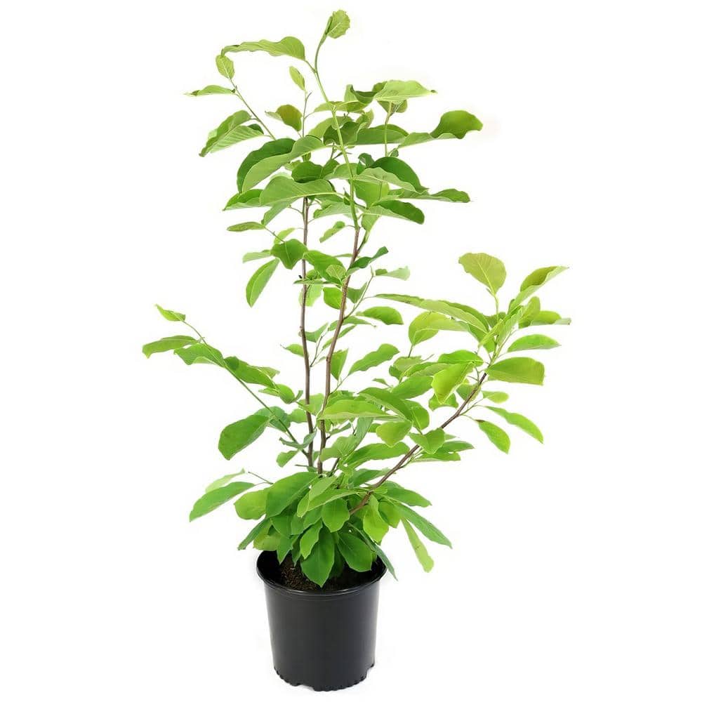 2-Gallon Potted Galaxy Magnolia Tree with Dark Red Flowers