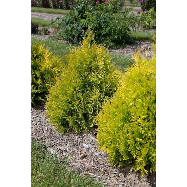FIRST EDITIONS 2 Gal. Lemon Burst Arborvitae Evergreen Shrub with