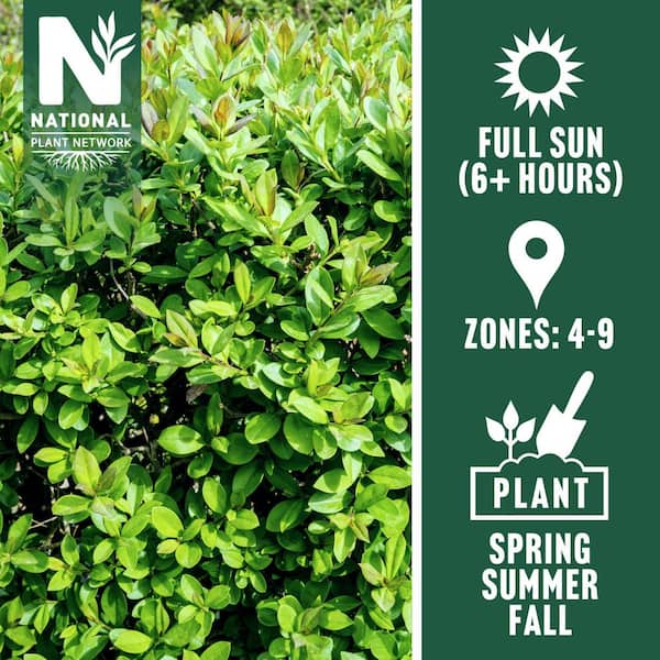 1 Gal. Boxwood Wintergreen Shrub (8-Pack)