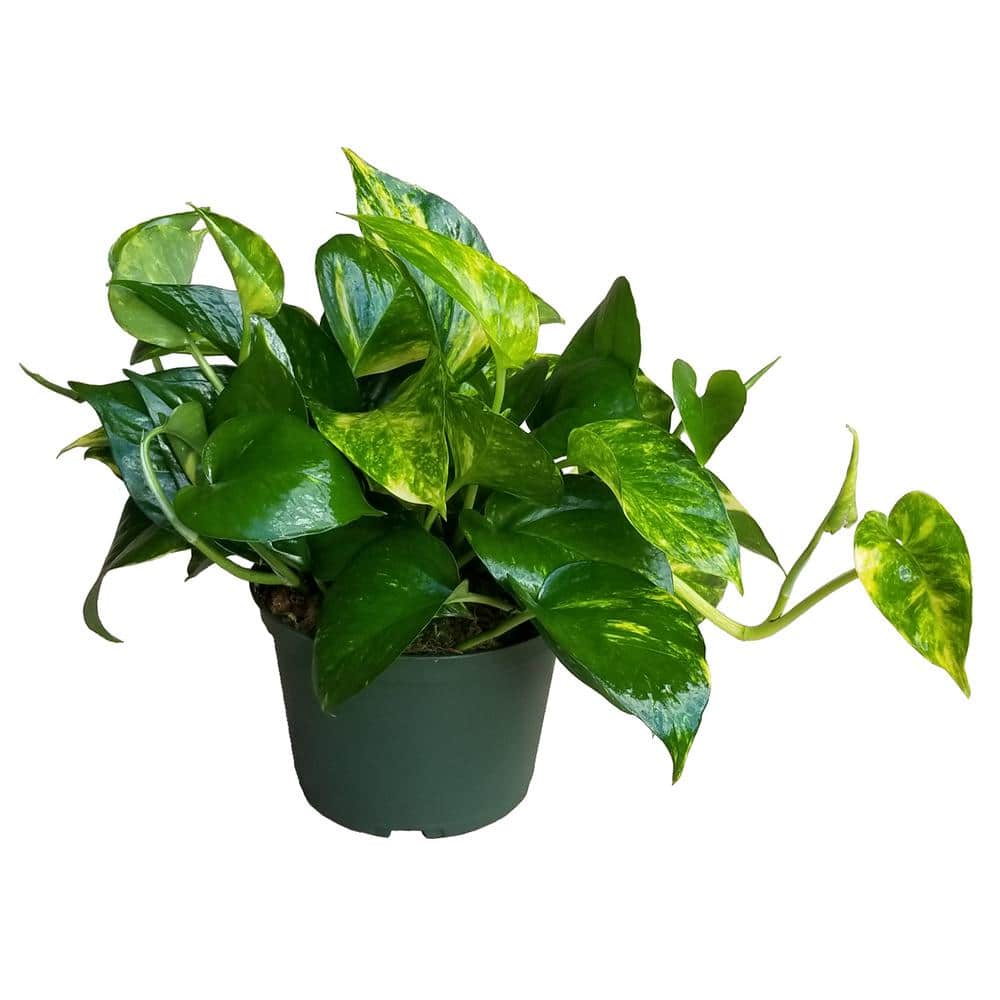 6 in. Golden Pothos Plant in Grower Pot