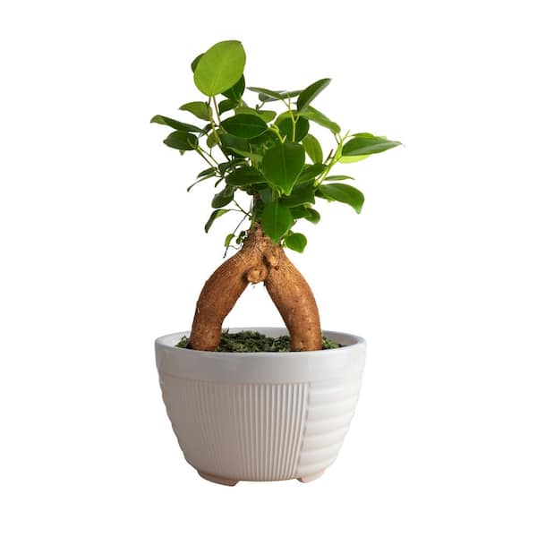Costa Farms Petite Grower's Choice Ficus Bonsai Indoor Plant in 4.75 in. White Decor Container, Average Shipping Height 10 in. Tall