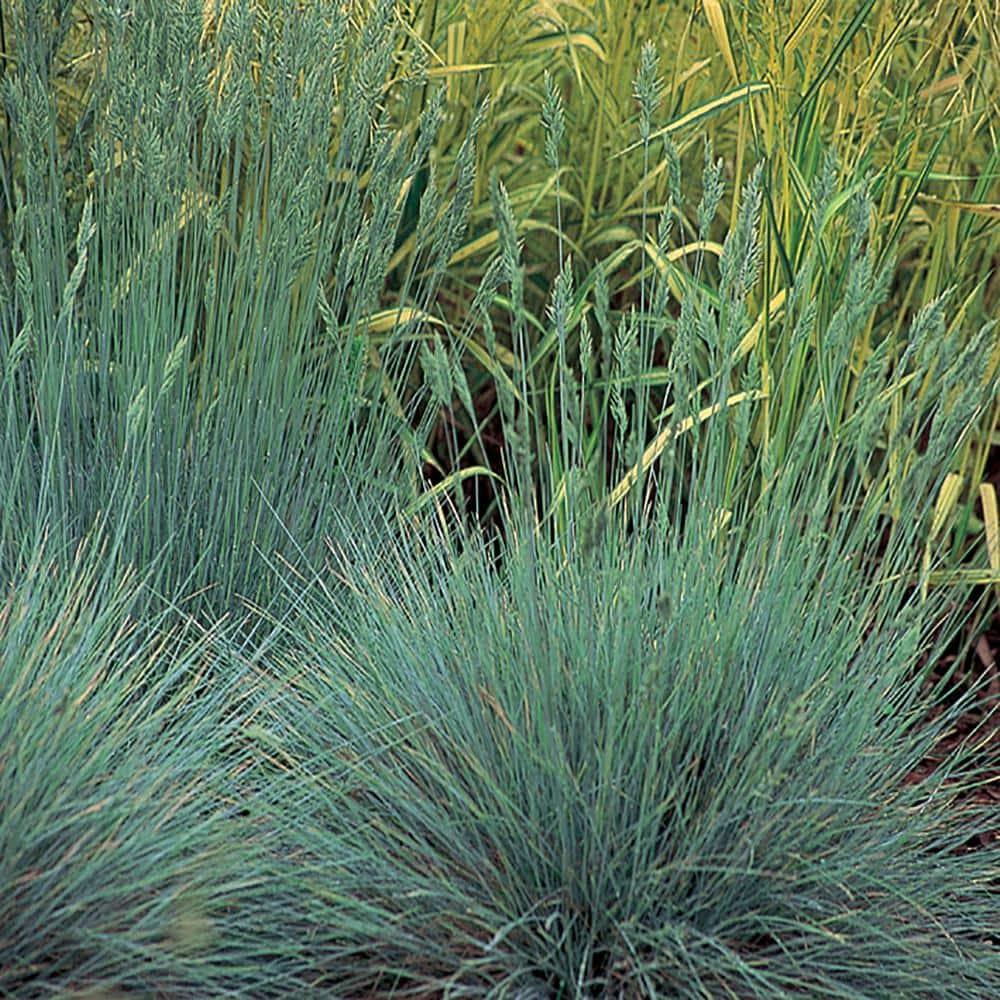 SMART PLANET 2.5 QT. Elijah Blue Fescue Ornamental Grass 1009230155 ...