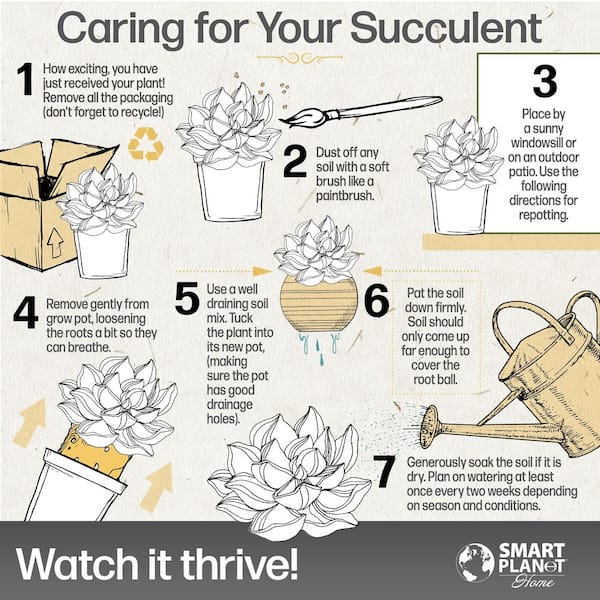 2.5 in. Echeveria Collection Plant (4-Pack)