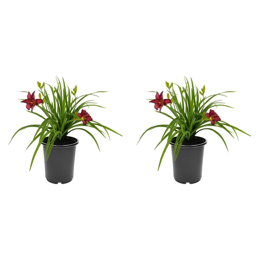 2.5 qt. Hemerocallis Perennial Plant with Red Flowers-(2-Pack)