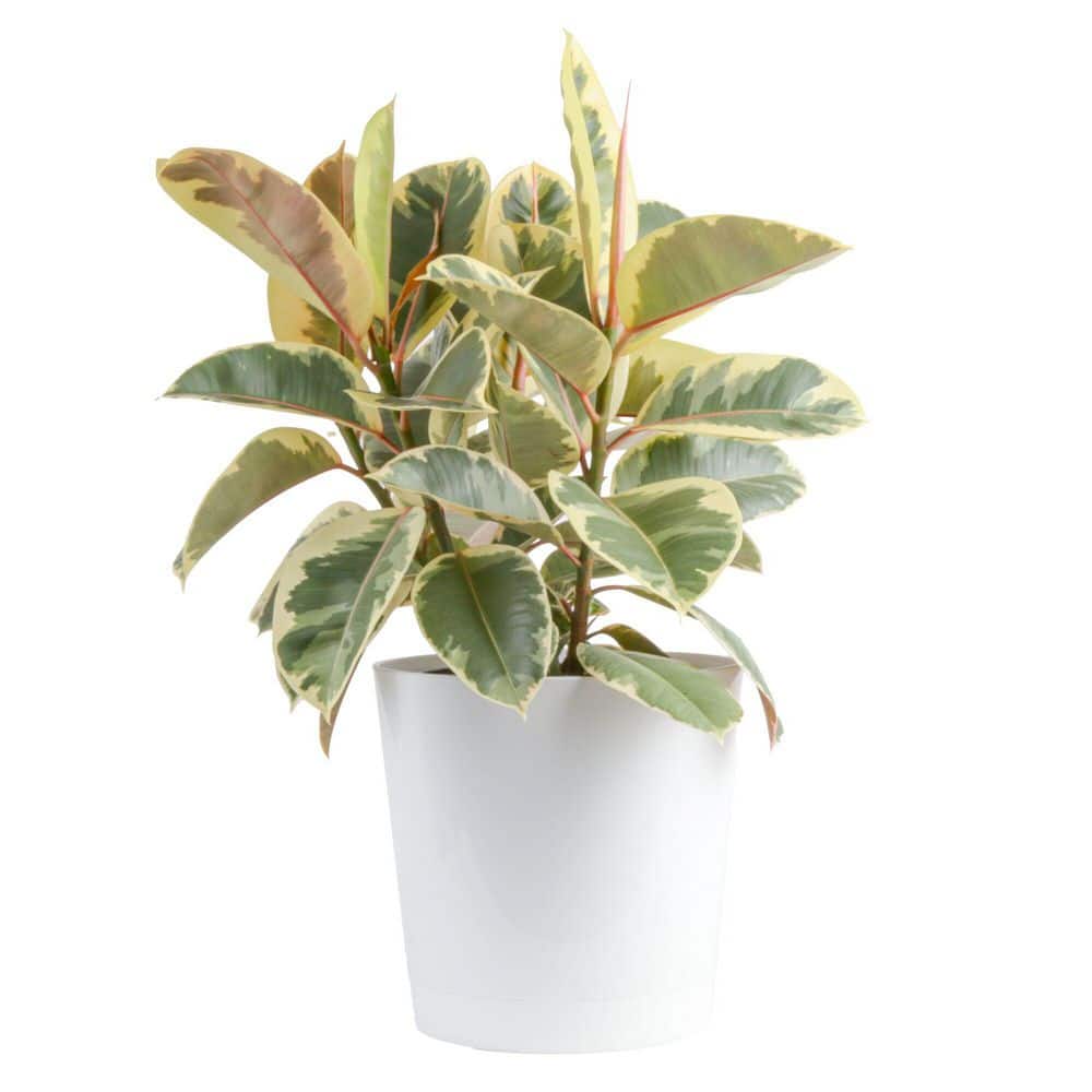Grower's Choice Ficus Indoor Plant in 10 in. Decor Planter, Average Shipping Height 2-3 ft. Tall price history on PriceWatchPro