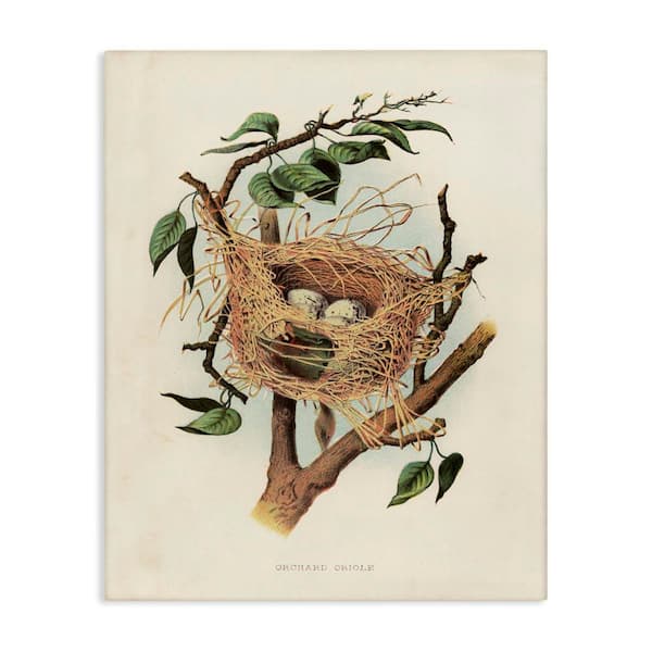 Eggs in Birdnest Study by Tina Higgins Designs, Inc. Unframed Nature Graphic Art Print 30 in. x 24 in.