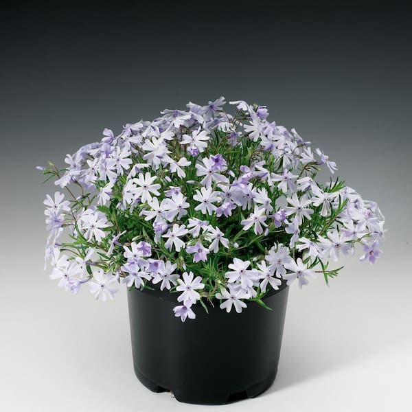 BELL NURSERY 2.5 qt. Blue Creeping Phlox Live Flowering Perennial Plant (3-Pack)