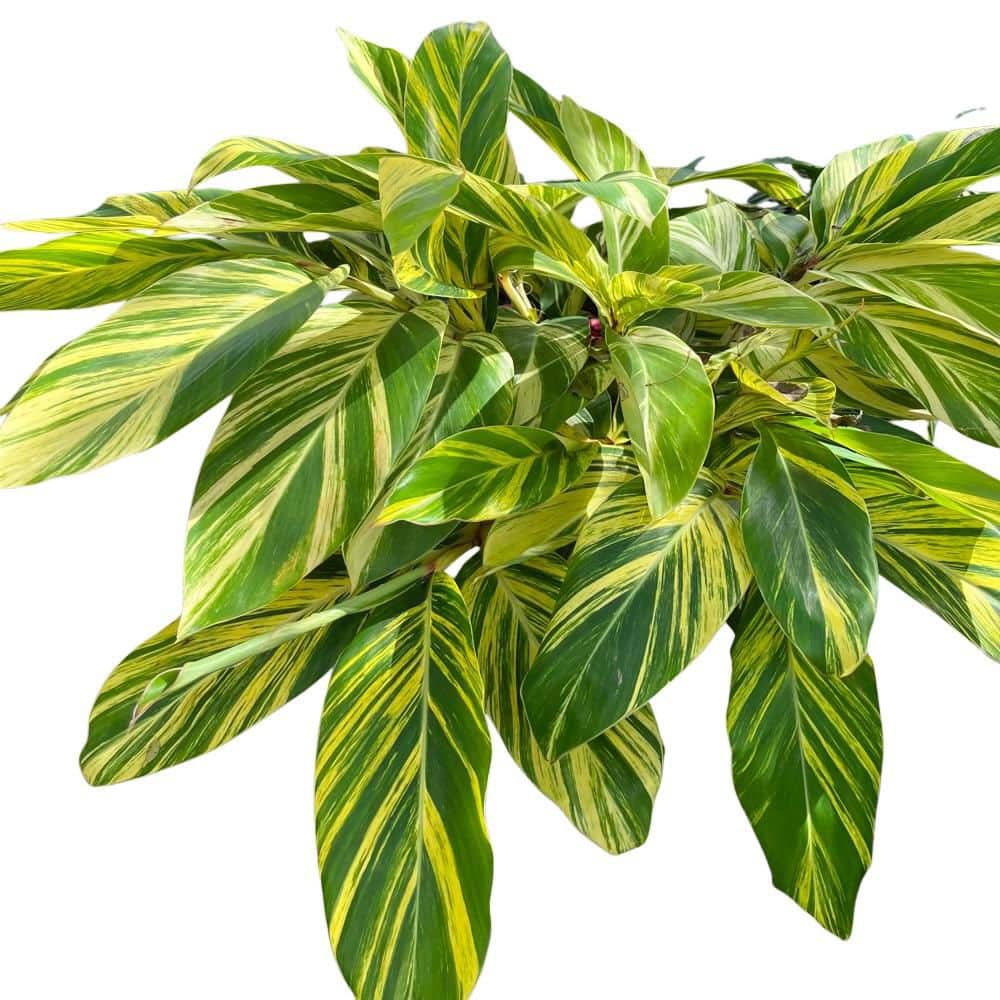 OnlinePlantCenter 3 Gal. Variegated Shell Ginger Shrub in a 10 in ...