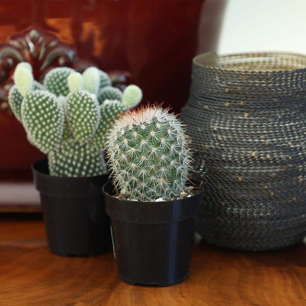 Vibrant Cacti Quartet: 4-Inch Multicolor Indoor Succulent Collection