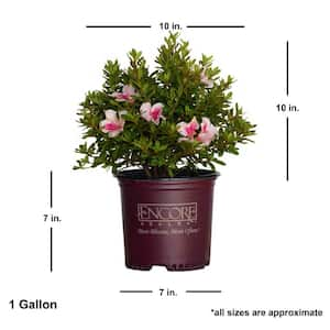 1 Gal. Autumn Chiffon Encore Azalea Shrub with Bicolor White and Magenta Pink Reblooming Flowers