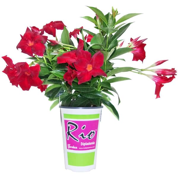 1.5 PT. Dipladenia Flowering Annual Shrub with Red Blooms