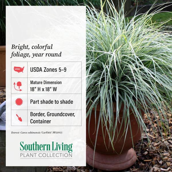 SOUTHERN LIVING 2.5 Qt. Evercolor Everest Carex (Sedge Grass) Live