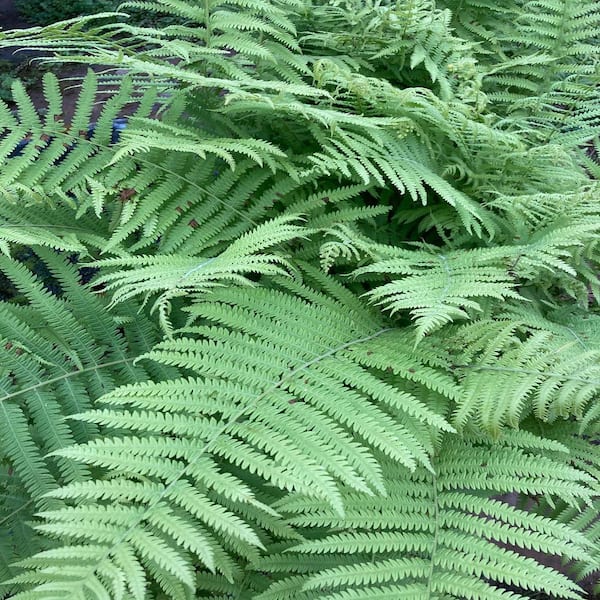 Givhandys 4 in. Potted Southern Shield Fern Bog/Marginal Aquatic Pond Plant