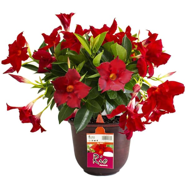 0.9 Gal. (#9) Dipladenia Flowering Annual Shrub with Red Blooms