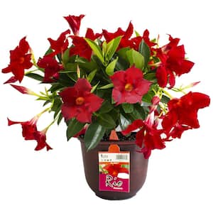 0.9 Gal. (#9) Patio Pot Dipladenia Flowering Annual Shrub with Red Blooms