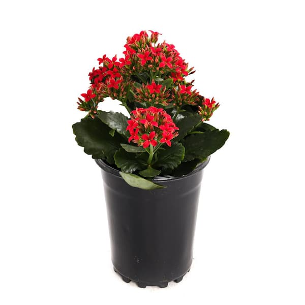 Unbranded Qt. Flowering Kalanchoe 1 Plant