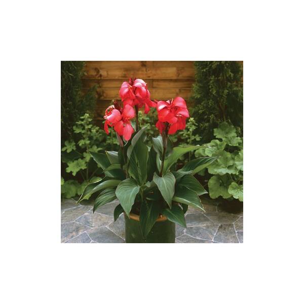 bamboo planter privacy screen Red Margin Bamboo 5 Gallon (6'-8' tall)