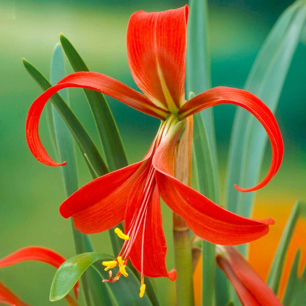 Garden State Bulb 16 cm/18 cm, Aztec Lily Sprekelia Flower Bulbs