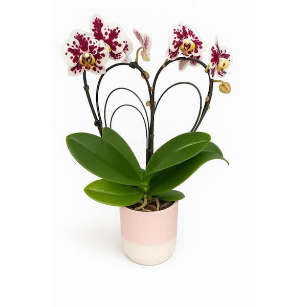Large Heart Orchid Plant in Ceramic Vase heart5