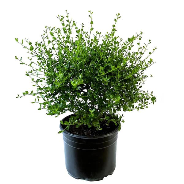 Unbranded 2.25 Gal. Victoria California Lilac Perennial Plant with Dark Blue Flowers